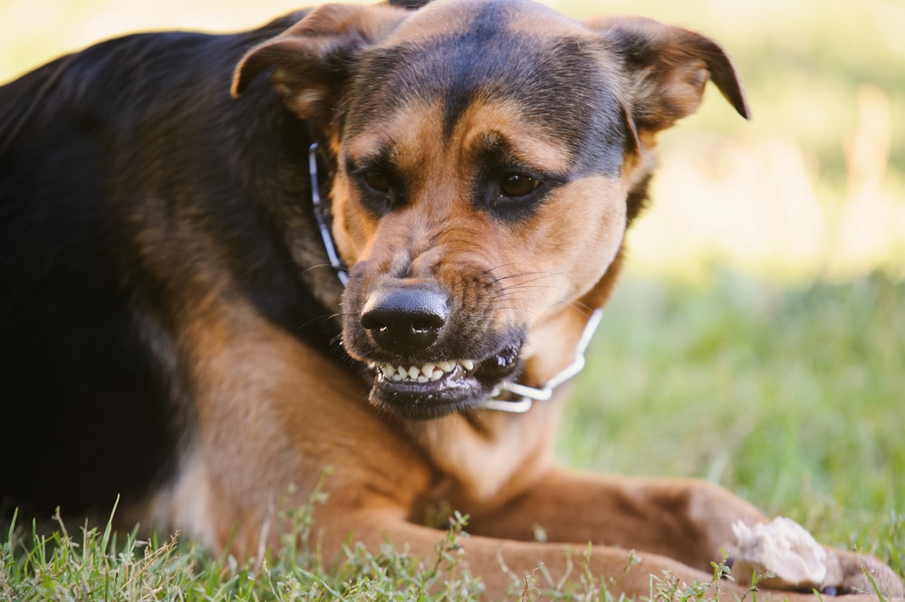 Dog bites personal injury lawyers