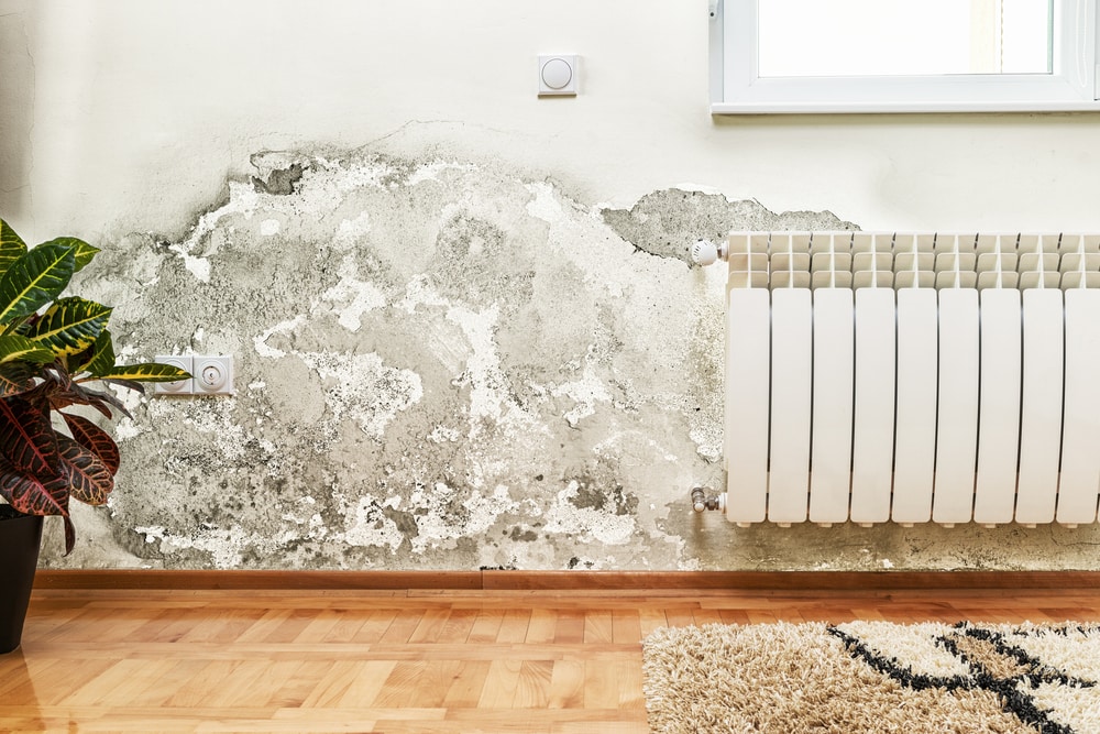 Mold Damage Insurance Lawyers